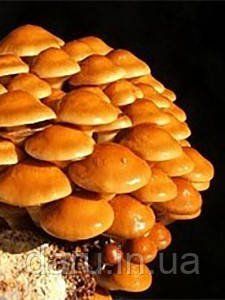 Блок для вирощування Опеньок Намеко ( Фоліота Намеко, Китайський Опеньок, Pholiota nameko) 0002 фото