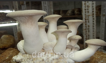 Міцелій Ерінги (Степова гливи, Королівська гливи, PLEUROTUS ERYNGII) зерновий 1 кг 1467232928 фото