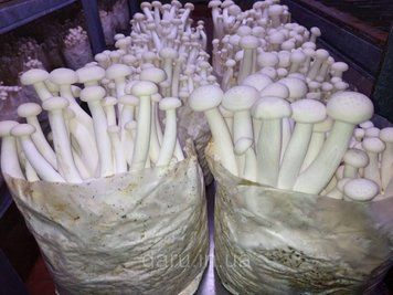 Міцелій Опеньок мармуровий (Шімеджі, HYPSIZYGUS MARMOREUS, БУКОВИЙ ГРИБ) зерновий 1 кг 1500709606 фото
